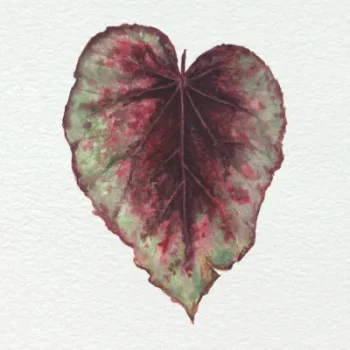 Begonia Rex fundo papel