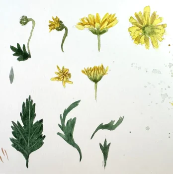 Curso Flores em Aquarela - Flor do campo - brotos2