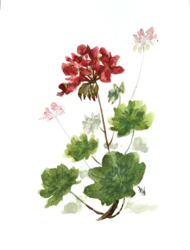 Curso-flores-em-aquarela-aula-geranio