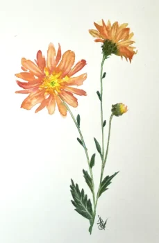 Margarida coral - aquarela