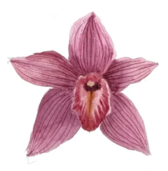 Aula 7 - Orquídea Rosa (Cymbidium rosa) - 27min
