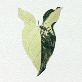 Singonio variegata fundo papel