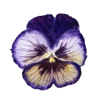 Aula 6 - Amor perfeito Roxo com Amarelo - 17min