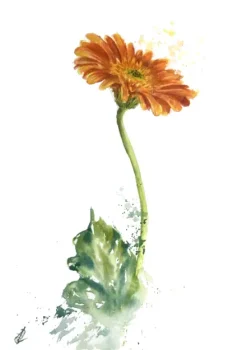 gerbera - aquarela