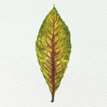 nespera fundo papel